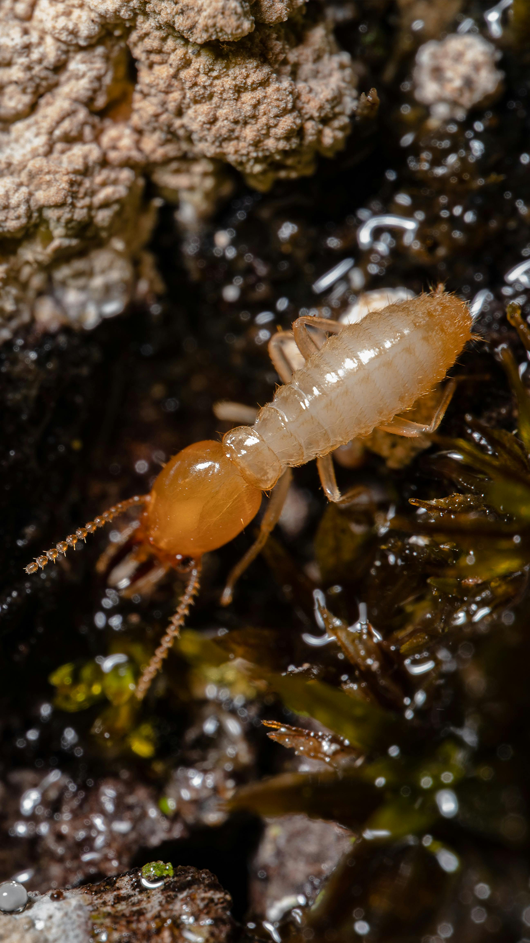 image-termites